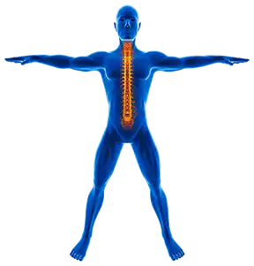3D Illustration of Man with Skeleton Spine